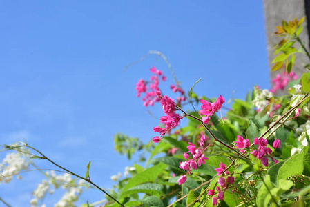 花园里五颜六色的花。花园里美丽的花在夏天绽放。