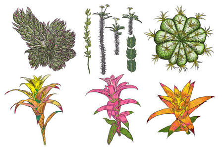 仙人掌多汁植物。不同的仙人掌和仙人掌在彩色绘图风格。天然手绘沙漠植物..矢量。