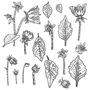 一套蕨类植物，叶和半开芽的雏菊，大丽花，津尼亚和格贝拉花。手绘植物草本，家养和野花花卉素描。矢量。
