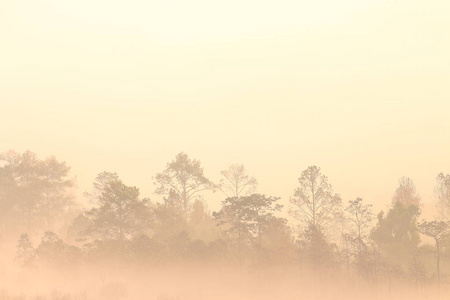 松林的剪影。 温暖的朝阳光浴清晨的山雾覆盖着森林，所以它只能看到树木的轮廓形式。