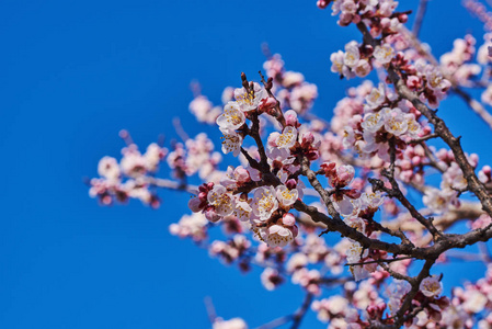 一棵开花的果树的枝条，在春天的时候，有一个明亮的蓝天，樱桃或苹果花，有很大的美丽的花蕾。 美丽的开花果树。 自然背景。