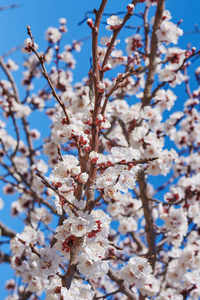 一棵开花的果树的枝条，在春天的时候，有一个明亮的蓝天，樱桃或苹果花，有很大的美丽的花蕾。 美丽的开花果树。 自然背景。