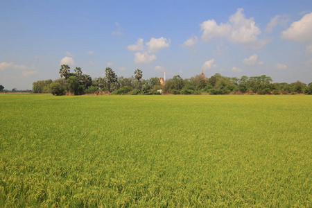 水稻农业田，后面有一排树。 种满的稻田