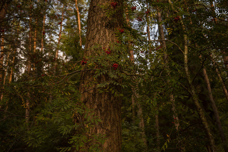 森林里的秋天景象。 阳光透过树木照耀。 秋天背景上有许多红色浆果的灌木。 关闭五颜六色的秋天野生灌木丛与红色浆果在森林中。