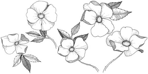 野生玫瑰以矢量风格孤立。 植物的全名玫瑰。 矢量花为背景纹理包装图案框架或边框。