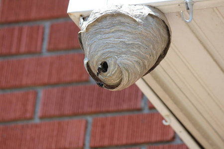 黄蜂巢建在住宅的屋檐上，从下面可以看到。