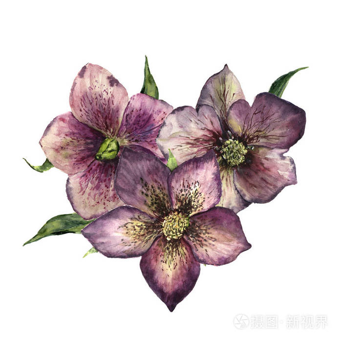 水彩花香与嚏根草 手绘冬花和孤立的白色背景上的叶子 圣诞玫瑰为设计 打印或织物的植物插图照片 正版商用图片12fmfp 摄图新视界 水彩花香与嚏根草 手绘冬花和孤立的白色背景上的叶子 圣诞玫瑰为设计 打印或织物的植物插图照片 正版商用图片12fmfp 摄图新视界