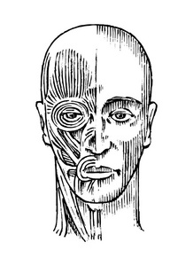 人体骨骼头部人体解剖.肌肉和骨骼系统的头部.