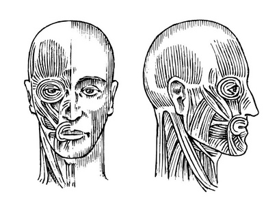 人体解剖。肌肉和骨骼系统的头部。医学和生物学的媒介例证。男性脸刻手工画旧单色复古素描。前面和配置式视图