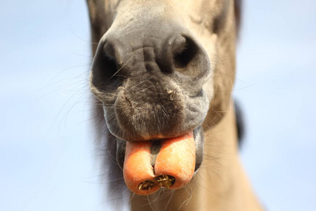 马头在农场吃胡萝卜