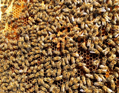 背景六边形纹理蜡蜂窝从一个蜂箱充满金色蜂蜜。 蜂窝宏观摄影由蜂蜡黄色甜蜜组成。 蜜蜂花蜜