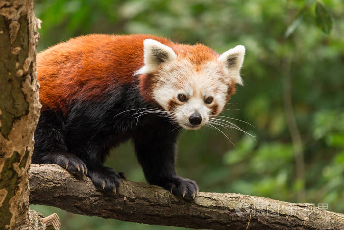 红色熊猫或熊猫或火狐是树栖动物,有红棕色的皮毛和可爱的脸.