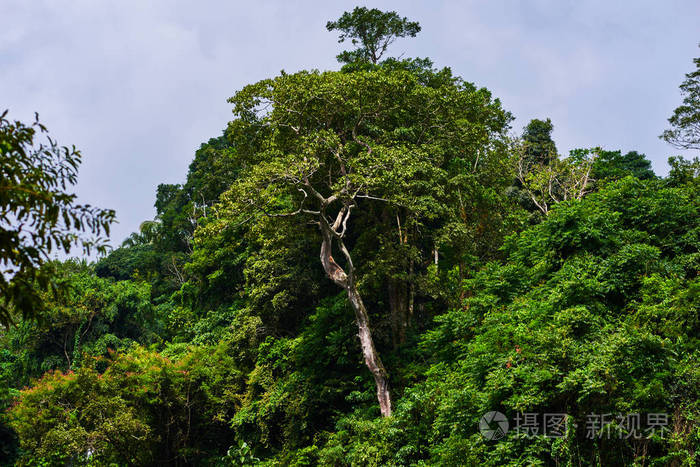 东南亚热带丛林深处. 密集的热带雨林自然背景.