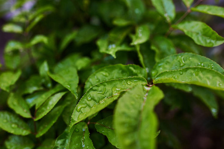 热带植物的叶子，在阴凉的花园里有雨滴。 热带叶质地自然叶绿色纹理自然背景热带叶大叶。 自然光和阴影下的叶子。