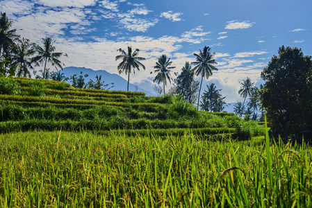 有稻田和乡村的高山景观. 蓝天和低云. 风景优美的农田.