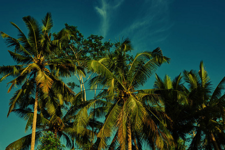 对比绿叶棕榈树与明亮的蓝天。 海滩上的棕榈树。 旅行暑假和热带概念。 椰子棕榈树美丽的热带背景。 复古色调。