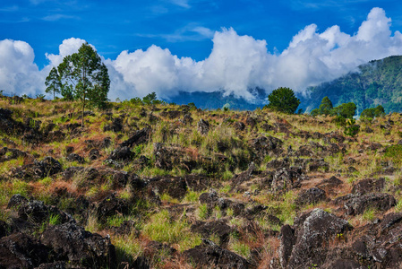 印度尼西亚巴厘岛巴图尔火山景观。 覆盖在山坡上的旧熔岩流的植被。 来自山地的古老熔岩流为植被提供了肥沃的土壤。