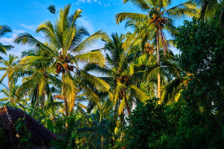 自然背景。 一种美丽的树冠棕榈树，映衬着热带明亮的蓝天和云彩。 壁纸暑假概念。 热带海岸椰子树夏季树的棕榈树。