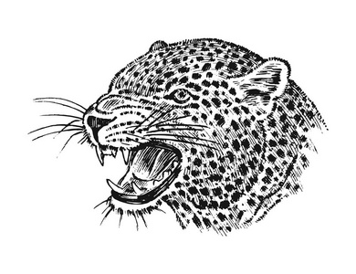 日本野生豹。肖像亚洲猫。头部或脸部的轮廓。纹身艺术品。刻在古老的复古素描画的手。矢量超现实主义插图, 徽章, 打印 t恤衫