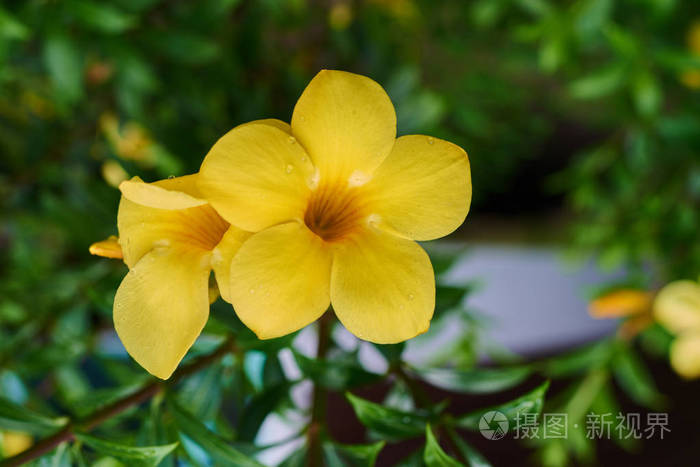 黄色阿拉曼达绿叶和黄色的花带着雨滴一种健康植物的明亮叶子闪烁着