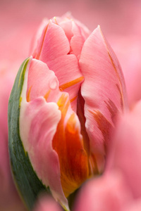 粉红色郁金香花关闭使用浅聚焦软照明。 柔和柔和的春花郁金香自然背景。 水彩粉色郁金香。