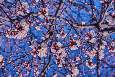 天空背景上开花苹果树的枝条。 Instagram很稳定。 春天的花朵，有很好的背景颜色，用于广告或其他用途。 绽放着蓝天。 自然
