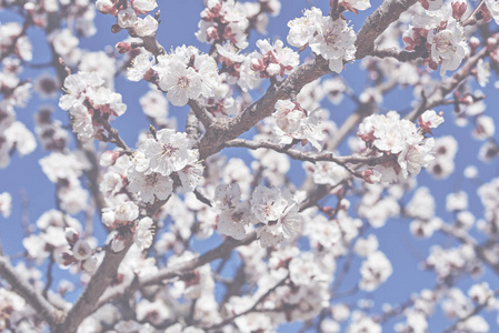 一棵开花的果树的枝条，在春天的时候，有一个明亮的蓝天，樱桃或苹果花，有很大的美丽的花蕾。 美丽的开花果树。 自然背景。 色调的图