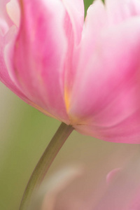 粉红色郁金香花关闭使用浅聚焦软照明。 柔和温柔的春天郁金香花自然背景。 彩色抽象郁金香。 花朵模糊。