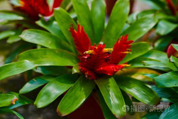 红色维里西亚华丽的花朵近在咫尺 橘子园里的花 在温室里种植各种五颜六色的花 商店里漂亮的花 园艺 花园中心 温室 里的照片 正版商用图片12fx2z 摄图新视界 红色维里西亚华丽的花朵近在咫尺 橘子园里的花 在温室里种植各种五颜六色的花 商店里漂亮的花 园艺 花园中心 温室 里的照片 正版商用图片12fx2z 摄图新视界