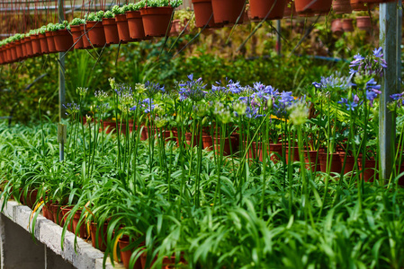 蓝色allium。 橘子园里的花。 在温室里种植各种五颜六色的花。 花店里漂亮的花。 园艺。 花园中心。 温室里五颜六色的花。