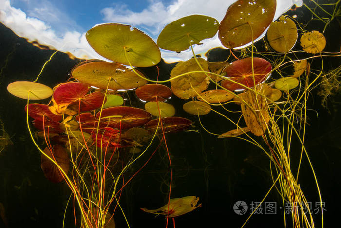 五颜六色的百合垫生长在马萨诸塞州科德角的淡水湖的边缘。 这些水生植物为许多物种提供了栖息地，并在夏季在浅温带生境中茁壮成长。