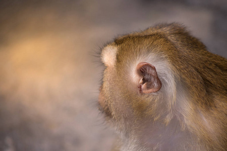 把毛茸茸的耳朵和白色棕色猴子的头闭上照片