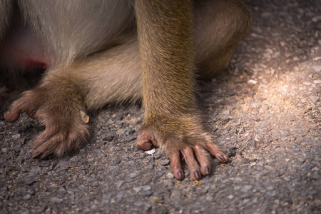 等待猴子坐在一楼的棕色猴子的手和腿照片