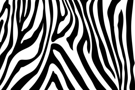 斑马纹动物皮肤老虎条纹抽象图案线背景织物. 惊人的手绘矢量插图.