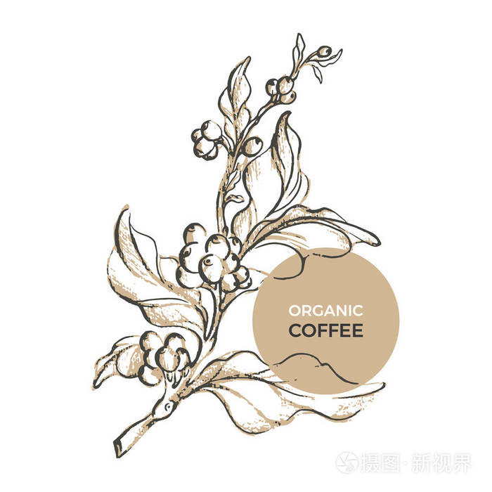 咖啡有机包装矢量草图. 自然逼真的模板与叶豆.