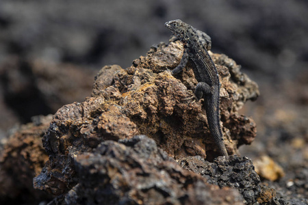 热带岛自然保护区图片