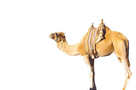 在白色背景上分离出的阿拉伯骆驼