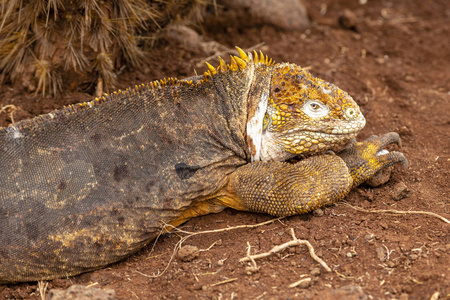 加拉帕戈斯群岛LguanaConolophussubristatus，厄瓜多尔