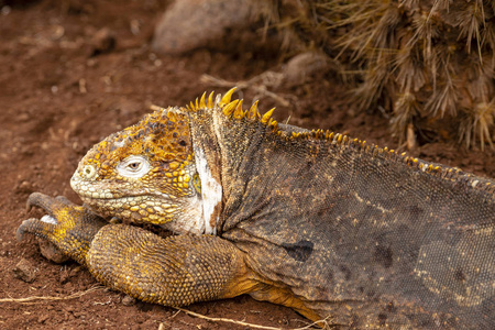 加拉帕戈斯群岛LguanaConolophussubristatus，厄瓜多尔