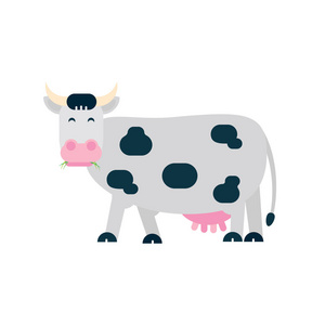黑白色斑点牛站和咀嚼与草在其嘴平面风格矢量插图孤立在白色背景。牛奶生产的象征