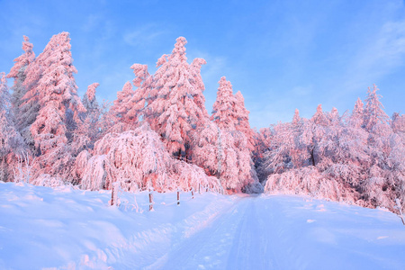 木栅栏和高刺.照片