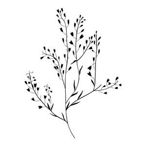 牧羊人钱包荠菜花, 牧羊人钱包, 荠菜囊-赤酵母, 整个植物, 手绘矢量