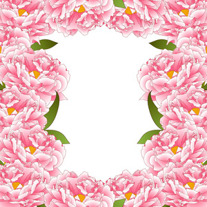 粉红色牡丹花边缘隔在白色背景上。 矢量图。