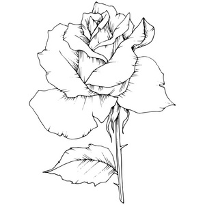 玫瑰花以矢量风格孤立。 植物的全名玫瑰。 矢量花为背景纹理包装图案框架或边框。