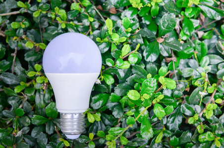 带照明的led灯泡,绿色环保理念照片