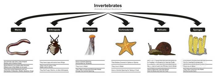 无脊椎动物分类和特征信息图表显示所有类型 包括蠕虫 节肢动物 动物 棘皮动物 软体动物 海绵 用于生物和形态科学教育插画 正版商用图片12ggxj 摄图新视界