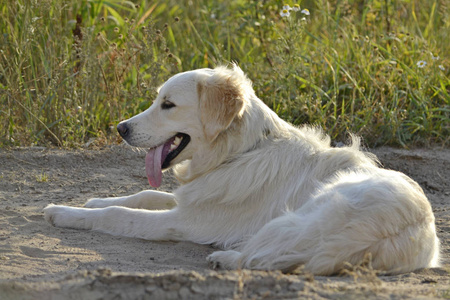 夏季宠物的中暑健康。 拉布拉多猎犬。 如何保护你的狗免于过热。训练狗。 年轻精力充沛的狗在散步。 胡须肖像特写。 玩得开心