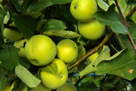 有机熟苹果挂在苹果园的树枝上。 水果园，阳光下有大量多汁的苹果，准备收割