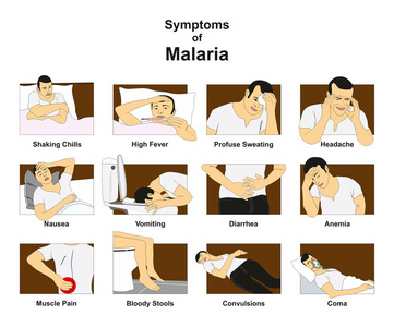 疟疾症状信息图表与概念图，包括颤抖，寒战，发烧，出汗，头痛，恶心，呕吐，贫血，昏迷，医学教育