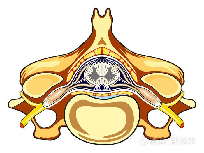 横断面医学教育与医疗保健中的灰色和白质脊髓神经椎体孔和棘突的所有